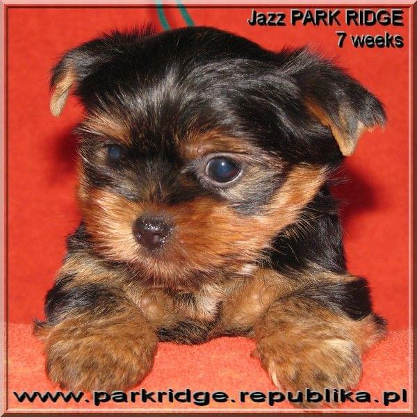 Park Ridge-J,york #york