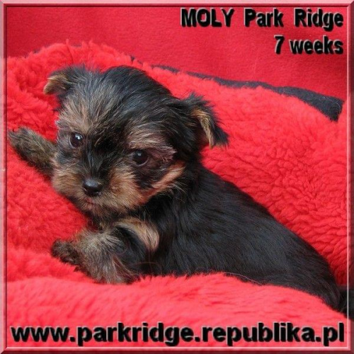 Park Ridge-M,york #york