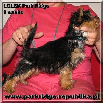 Park Ridge-L,york #york