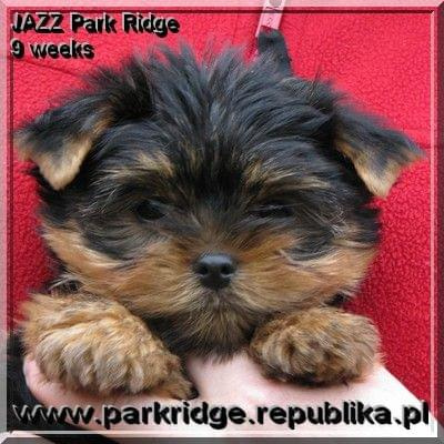 Park Ridge-J,york #york