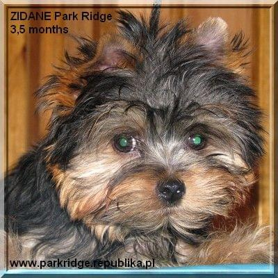 Park Ridge-Z,york #york