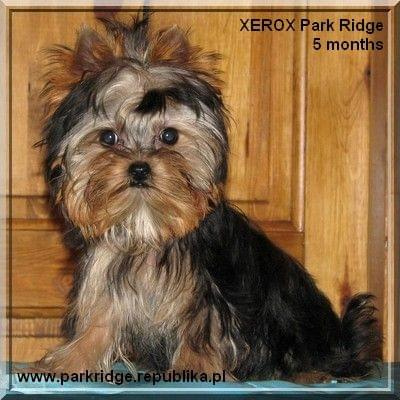 Park Ridge-X,york #york