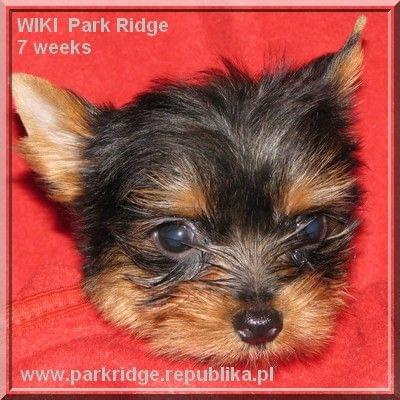 Park Ridge-W,york #york