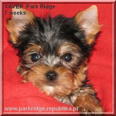 Park Ridge-X,york #york