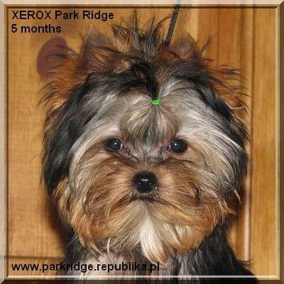 Park Ridge-X,york #york