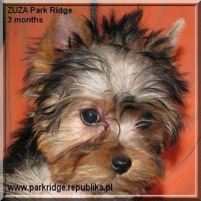 Park Ridge-Z,york #york