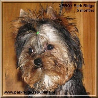 Park Ridge-X,york #york