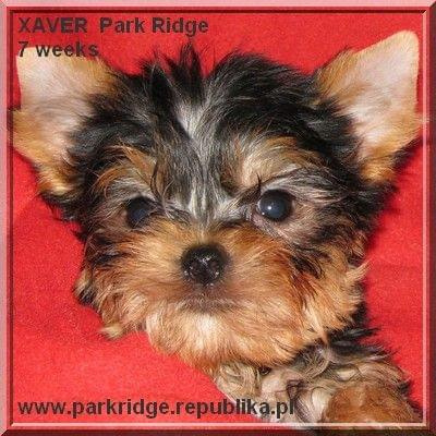 Park Ridge-X,york #york