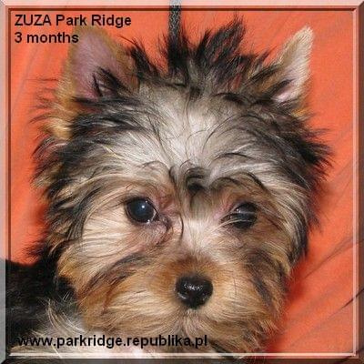 Park Ridge-Z,york #york