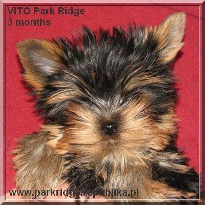 Park Ridge-V,york #york