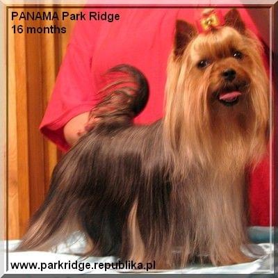 Park Ridge-P,york #york