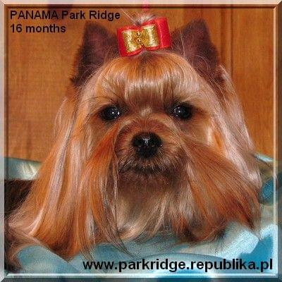 Park Ridge-P,york #york