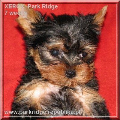 Park Ridge-X,york #york