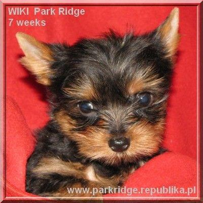 Park Ridge-W,york #york