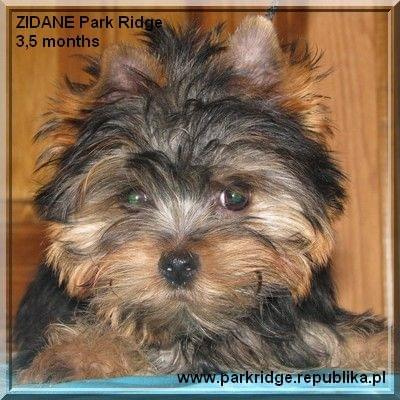 Park Ridge-Z,york #york