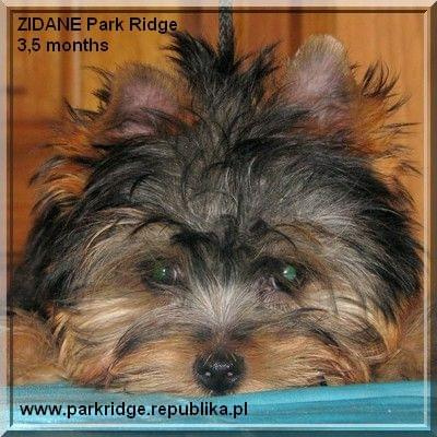 Park Ridge-Z,york #york