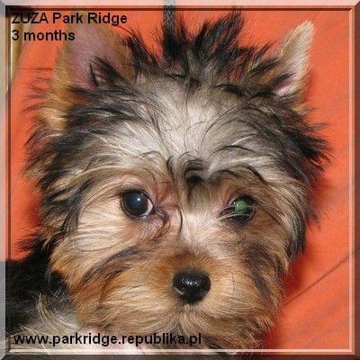 Park Ridge-Z,york #york