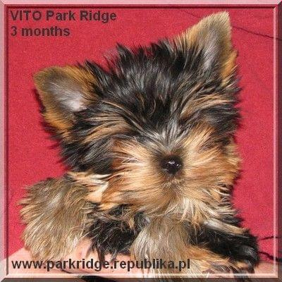 Park Ridge-V,york #york