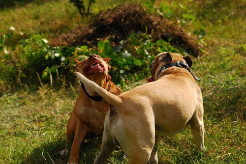 #pitbull #amstaff #Ozzy #Tara