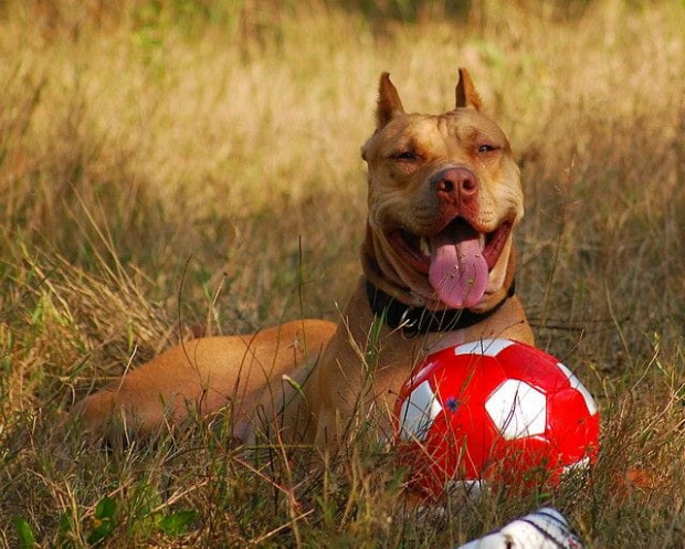 #pitbull #amstaff #Ozzy #Tara