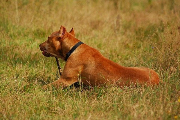 #pitbull #amstaff #Ozzy #Tara