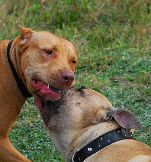 #pitbull #amstaff #Ozzy #Tara