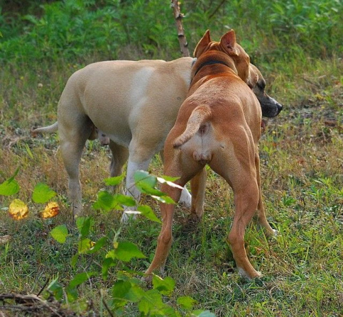 #pitbull #amstaff #Ozzy #Tara