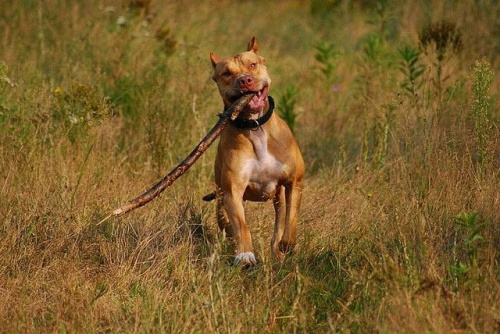 #pitbull #amstaff #Ozzy #Tara