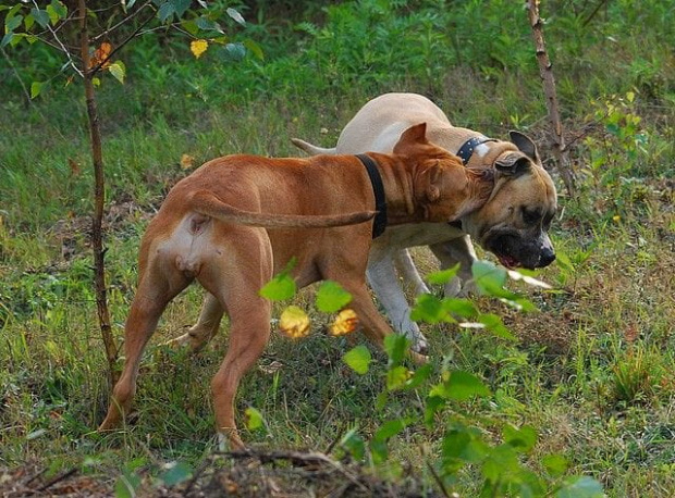 #pitbull #amstaff #Ozzy #Tara