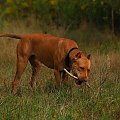 #pitbull #amstaff #Ozzy #Tara