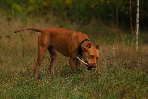 #pitbull #amstaff #Ozzy #Tara