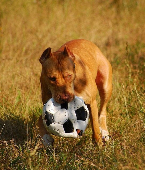 #pitbull #amstaff #Ozzy #Tara