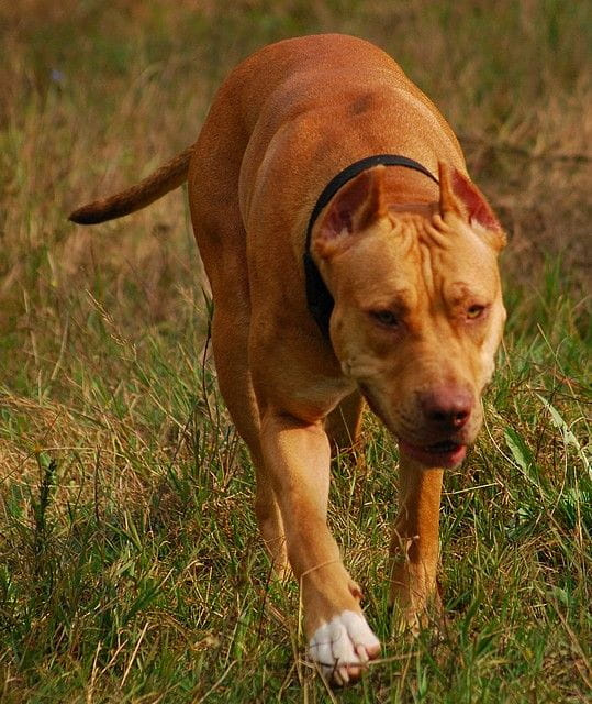 #pitbull #amstaff #Ozzy #Tara