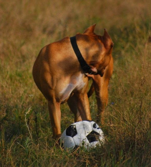 #pitbull #amstaff #Ozzy #Tara