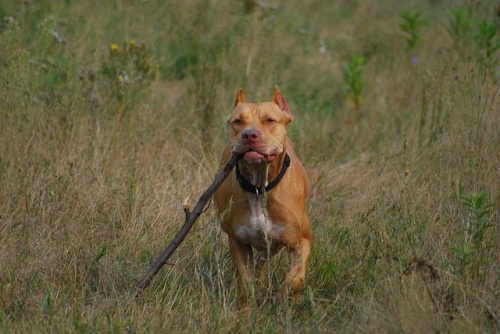 #pitbull #amstaff #Ozzy #Tara