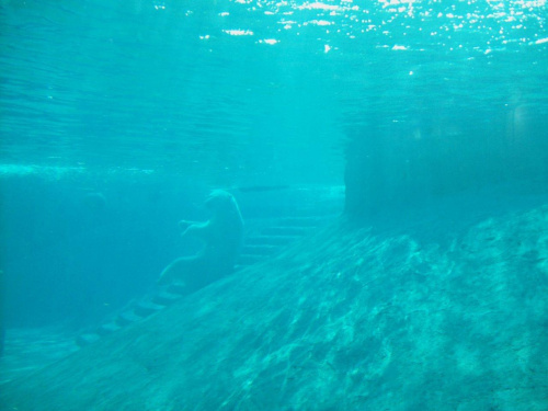 mis polarny lubi odpoczywac pod woda w ZOO w Toronto ...oj byly upaly tego lata :)