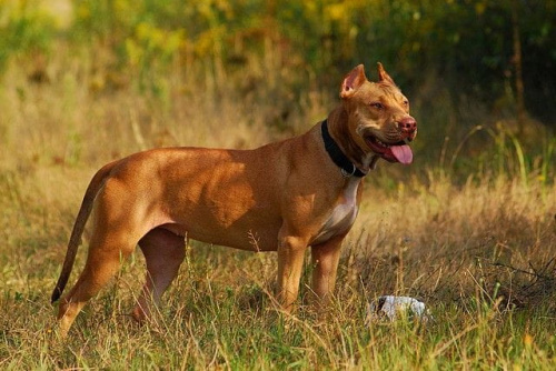 #pitbull #amstaff #Ozzy #Tara