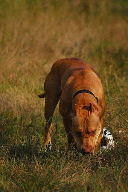 #pitbull #amstaff #Ozzy #Tara