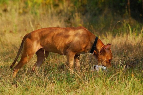 #pitbull #amstaff #Ozzy #Tara