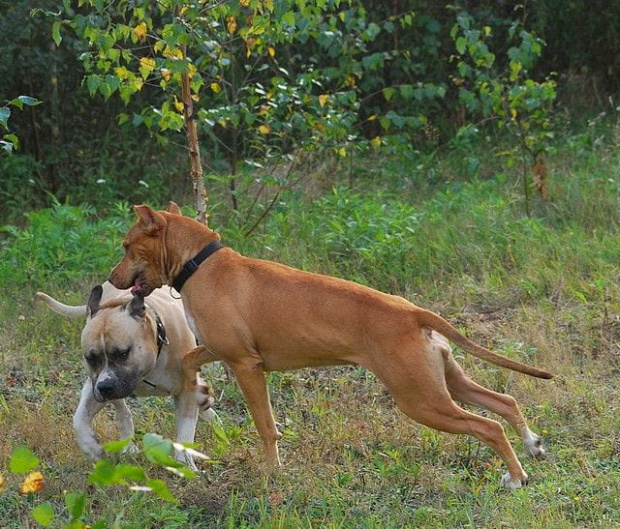 #pitbull #amstaff #Ozzy #Tara