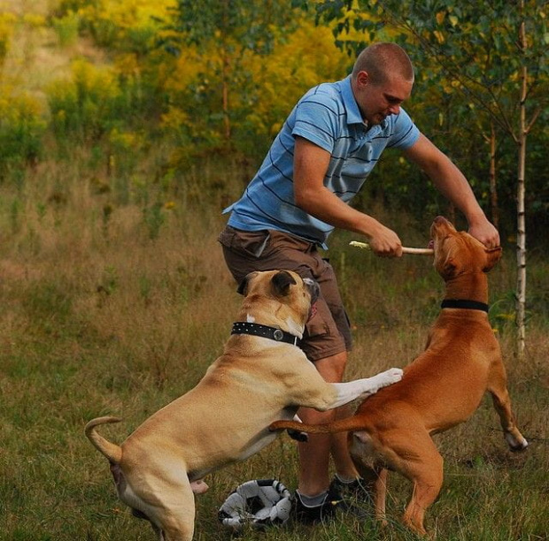 #pitbull #amstaff #Ozzy #Tara