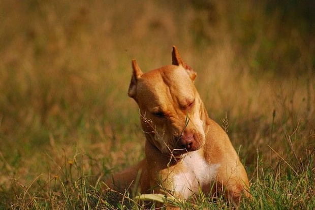 #pitbull #amstaff #Ozzy #Tara