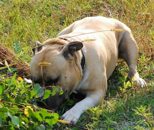 #pitbull #amstaff #Ozzy #Tara