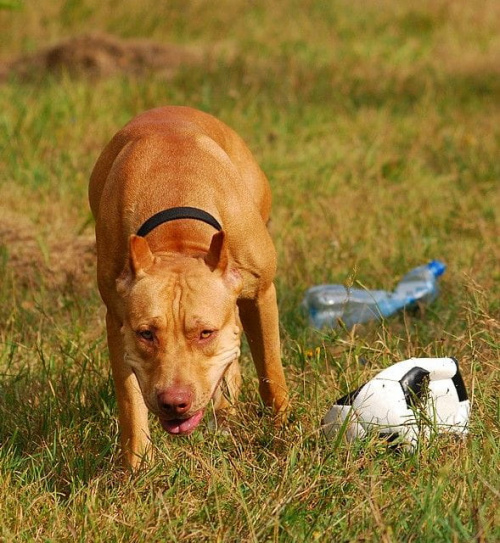 #pitbull #amstaff #Ozzy #Tara