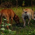 #pitbull #amstaff #Ozzy #Tara