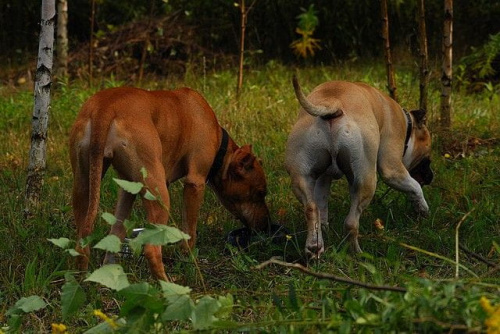 #pitbull #amstaff #Ozzy #Tara