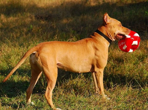 #pitbull #amstaff #Ozzy #Tara