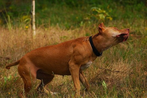 #pitbull #amstaff #Ozzy #Tara