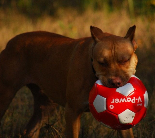 #pitbull #amstaff #Ozzy #Tara