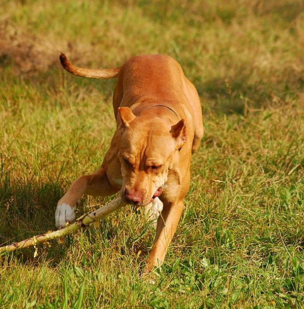 #pitbull #amstaff #Ozzy #Tara